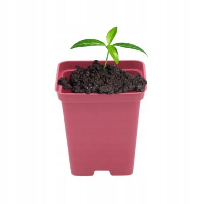 Doniczka kwadratowa P9 różowa 0.5L