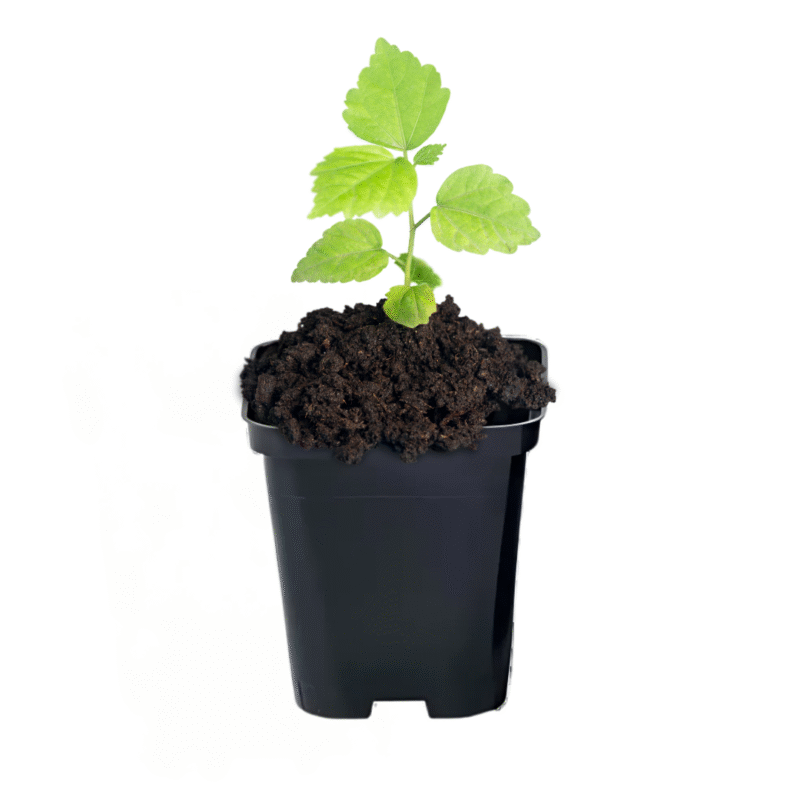 doniczka9cm doniczka 9cm