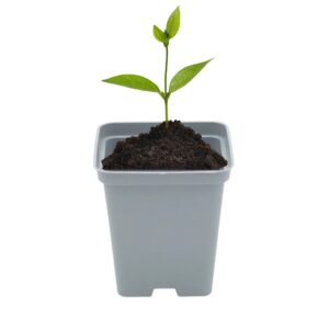 Doniczka kwadratowa szara 0.5l 9 cm P9