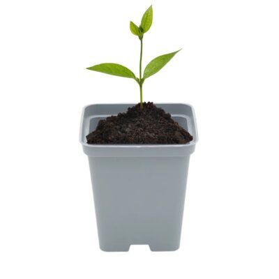 Doniczka kwadratowa szara 0.5l 9 cm P9