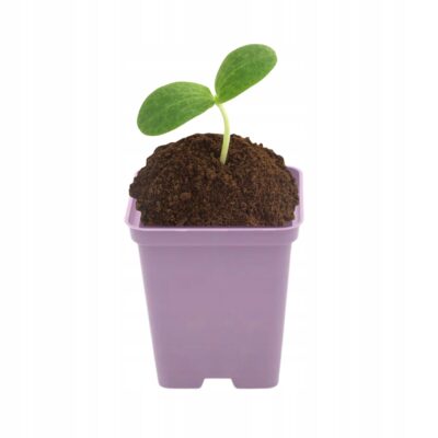 Doniczka kwadratowa P9 LAWENDOWA 0.5L