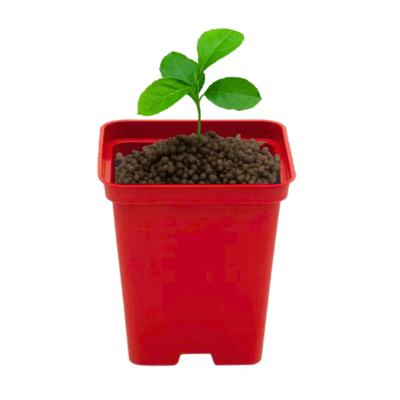 Doniczka kwadratowa P9 CZERWONA 0.5L