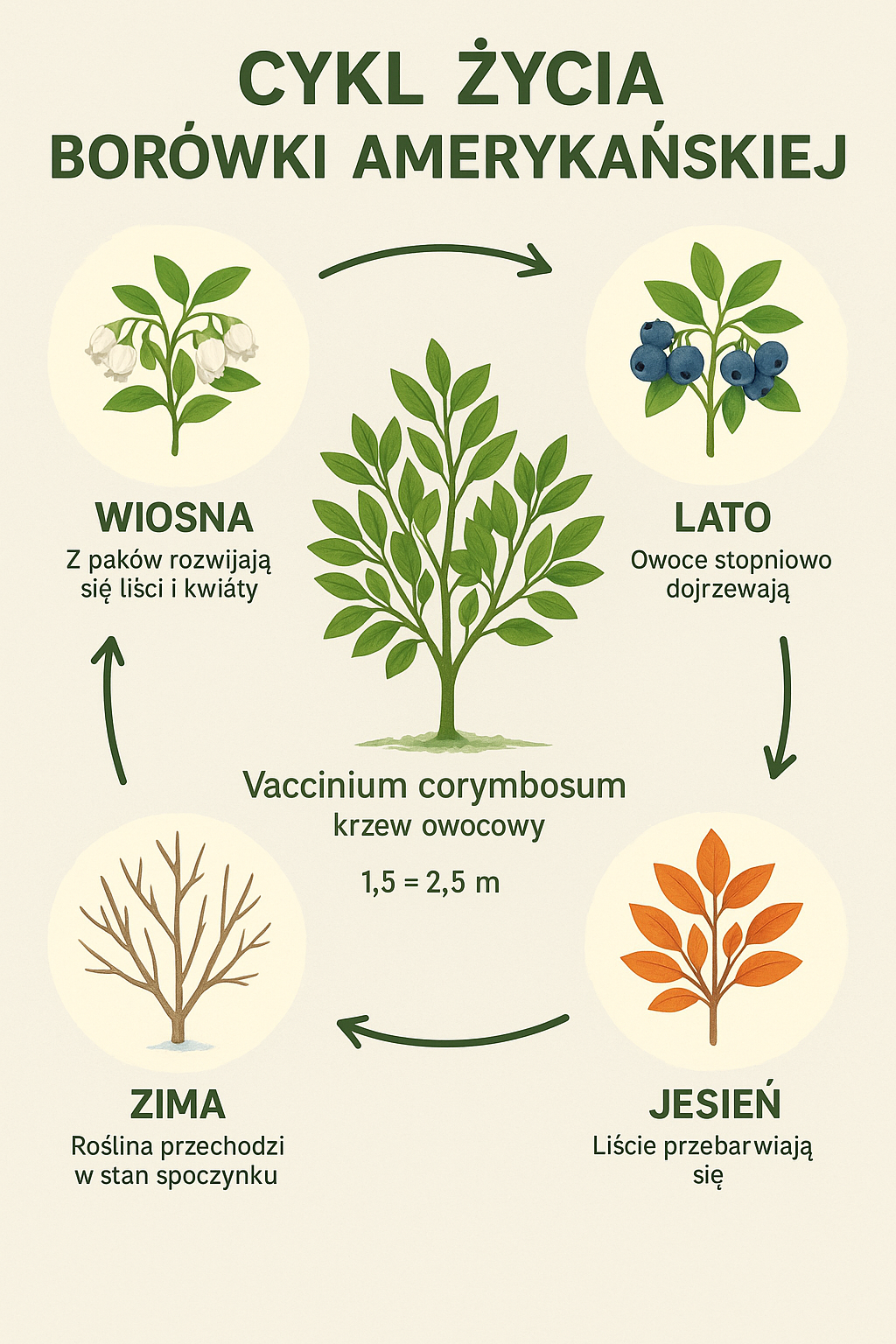 Infografika - cykl życia borówki amerykańskiej.