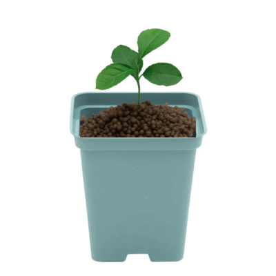 Doniczka kwadratowa P9 MORSKA 0.5L