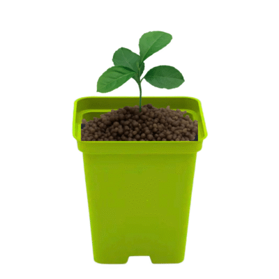 Doniczka kwadratowa P9 LIMONKA 0.5L